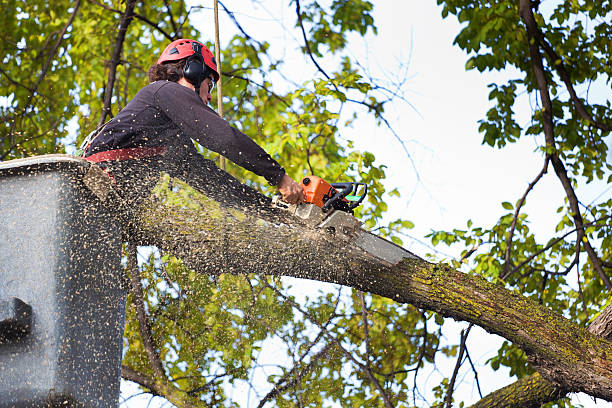 Best Best Tree Removal Services  in Westmoreland, TN